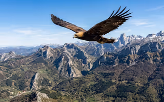 Águila real en Somiedo