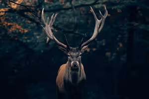Red deer rut