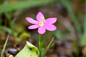 Centaurea de Somiedo