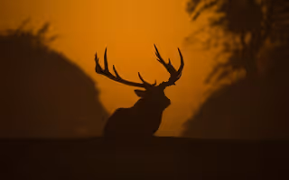 Red deer