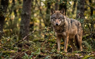 Lobo ibérico en Somiedo