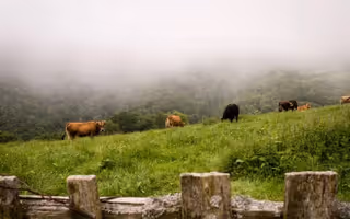 Ruta del Real Camín de la Mesa - La Bustariega en el Parque Natural de Somiedo.