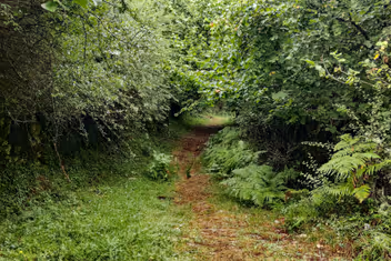 Senda estrecha en la Ruta de Castro