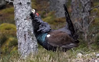 Capercaillie